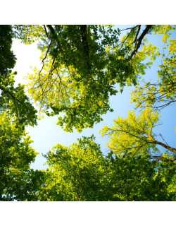 Mesurer un arbre : hauteur et circonférence