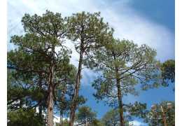Mesurer un arbre : hauteur et circonférence
